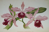 Lindenia Limited Edition Print: Cattleya Gaskelliana Lindl Var Amabilis L. Lind (White with Yellow Center) Orchid Collector Art  (B5)