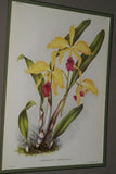 Lindenia Limited Edition Print: Cattleya Gaskelliana Lindl Var Amabilis L. Lind (White with Yellow Center) Orchid Collector Art  (B5)