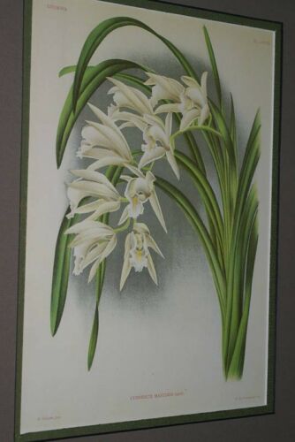 Lindenia Limited Edition Print: Cymbidium Mastersi (White) Orchid Collectible Art (B2)