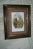 21"X 17” 1948 GOULD  New Ireland Fruit Pigeon  BIRD FOLIO LITHOGRAPH FRAMED IN SIGNED DETAILED ARTIST DETAILED HAND PAINTED FRAME WITH 3 MATS TO ENHANCE THE ART WITHIN GORGEOUS DFPN81 DESIGNER WALL ART DÉCOR