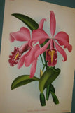 Lindenia Limited Edition Print: Cattleya Malouana (Pink) Orchid Collector Art (B1)