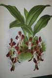 Lindenia Limited Edition print: Zygopetalum Burti Benth Var Wallisi Veitch (Red) Orchid Collector Art (B5)