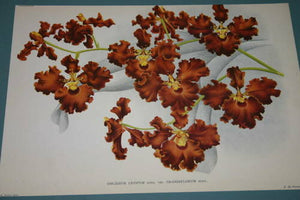 Lindenia Limited Edition Print: Oncidium Crispum Var Grandiflorum (Sienna and Yellow) Orchid Art (B4)
