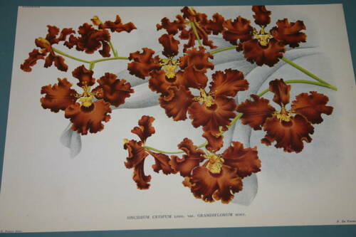 Lindenia Limited Edition Print: Oncidium Crispum Var Grandiflorum (Sienna and Yellow) Orchid Art (B4)