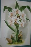 Lindenia Limited Edition Print: Your Choice of ANY of the 3 Galeandra Devoniana