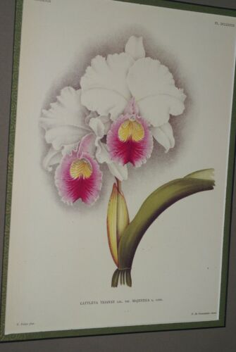 Lindenia Limited Edition Print: Cattleya Trianae Var Majestica (White with Fushia and Yellow Center)  Orchid Collector Art (B5)