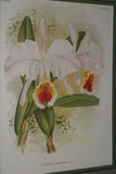 Lindenia Limited Edition Print: Laelia Autumnalis Lindl Var Alba Hort Orchid Collector Art (B4)