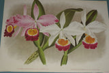 Lindenia Limited Edition Print: Cattleya Eldorado Var Lindeni Var Oweni (White, pink and Yellow) Orchid Collector Art (B3)
