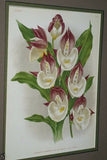 Lindenia Limited Edition Print: Catasetum Rodigasianum Rolfe (Yellow and Sienna) Orchid Collector Art (B2)