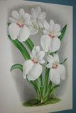 Lindenia Limited Edition Print: Miltonia Vexillaria Var Superba (Pink and Magenta) Orchid Collector Art (B2) .