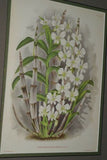 Collection of 9 Lindenia Limited edition Prints: Orchid Collectible White Flowers (B1, B2, B3, B5)
