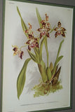 Lindenia Limited Edition Print: Odontoglossum Crispum Var Leemanni (White, Red and Yellow) Orchid Collector Art (B4)