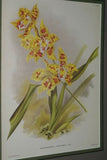 Lindenia Limited Edition Print: Odontoglossum Pulchellum Var Majus (White with Yellow Center) Orchid Collector Art (B3)