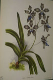 Lindenia Limited edition Print: Saccolabium Giganteum Var Petotianum (White) Orchid AOS Collector Art (B4)