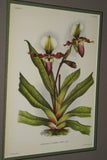 Lindenia Limited Edition Print: Paphiopedilum, Cypripedium x Wiertzianum L. Lind, Lady Slipper (Magenta) Orchid Collector Art (B4)