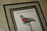 Rare Archival Art by Saverio Manetti (16 C.) Very Limited Edition Folio Lithograph of Parrot professionally framed in hand painted signed frame with  x4 acid free mats 23” x 22” Magnificent plate from "The Natural History of Birds" DESIGNER COLLECTOR ART