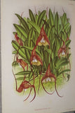 Lindenia Limited Edition Print: Masdevallia Harryana (Fushia/Red) Orchid, AOS, Art (B3)