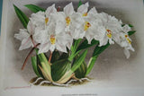 Lindenia Limited Edition Print: Odontoglossum x Del Tecto L Lind (White and Magenta) Orchid Collector Art (B4)