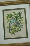 HIGHLY COLLECTIBLE LITHOGRAPH OF AUSTRALIAN BLUE PARRAKKETS by Axel Amuchastegui's rare 1952 “Love Life of the Birds” on fine white rag paper, PROFESSIONALLY X2 MATTED & FRAMED 17.5"X15" Decorator Designer Art collector