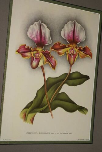 Lindenia Limited Edition Print: Paphiopedilum, Cypripedium x Lathamianum Var Latissimum, Lady Slipper (Magenta, White and Yellow) Orchid Collector Art (B5)