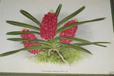 Lindenia Limited edition Print: Saccolabium Giganteum Var Petotianum (White) Orchid AOS Collector Art (B4)