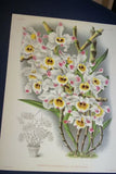 Lindenia Limited Edition Print: Botanical Dendrobium x Ainsworthi (White and Magenta) Orchid Collector Art (B2)