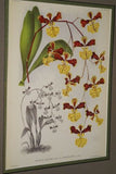 Lindenia Limited Edition Print: Oncidium Phalaenopsis Lind Et Rchb F Var Excellens L Lind (White and Purple) Orchid Art (B4)