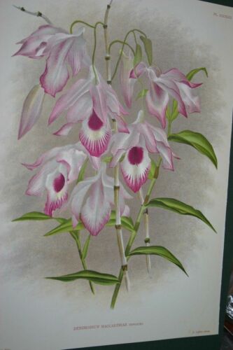 Lindenia Limited Edition Print: Dendrobium Maccarthia Thwaites (Fushia and White) Orchid Collector Art (B3)