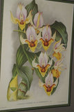 Lindenia Limited Edition Print: Laeliocattleya x Wargnyana L. Lind (White with Red Center) Orchid Collector Art (B4)