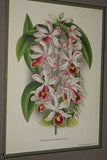 Lindenia Limited Edition Print: Trichocentrum Albo-Purpureum Lindl (Sienna and White) Orchid Collector Art (B5)