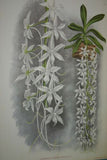 Lindenia Limited Edition Print: Dendrobium Leucolophotum (White) Orchid Collectible Art (B2)