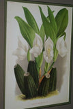 Lindenia Limited Edition Print: Anguloa Uniflora (White) Orchid Collector Art (B1)