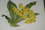 Lindenia Limited Edition Print: Catasetum Punctatum Rolfe (Yellow) Orchid Collector Art (B4)