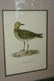 AUTHENTIC ORIGINAL ANTIQUE 1917 PRINT VON WRIGHT FOLIO LITHOGRAPH PLUVIER BIRD CHARADRIUS (PLUVIALIS) APRICARIUS PROFESSIONALLY MATTED AND FRAMED IN UNIQUE HAND PAINTED MATS AND FRAME SIGNED BY ARTIST