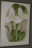Lindenia Limited Edition Print: Yellow Lycaste Macrobulbon Lindl. Var Youngii Rolfe Orchid Collector Art (B3)