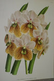 Lindenia Limited Edition Print: Trichopilia Suavis (White with Speckled Magenta) Orchid Collector Art (B3)