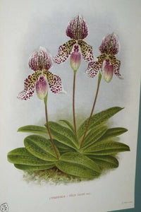Lindenia Limited Edition Print: Paphiopedilum, Cypripedium x Felix Faure, Lady Slipper (Magenta and White)  Orchid Collector Art (B3) .