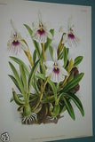 Lindenia Limited Edition Print: Miltonia Blunti Var Lubbersiana (Magenta, Yellow and White)  Orchid Collector Art (B2)