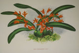 Lindenia Botanical Print, Limited Edition: Chysis Laevis, Orange and Yellow Orchid Collectible Decor (B5)