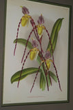 Lindenia Limited Edition Print: Paphiopedilum, Cypripedium Superbiens, Lady Slipper (Maroon) Orchid Collector Art (B2)