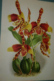 Lindenia Limited Edition Print: Odontoglossum x Sceptro-Crispum L. Lind (Yellow, Sienna and White)  Orchid Collector Art (B5)