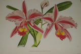 Lindenia  Limited Edition Print: Cattleya Trianae Linden Var Fascinator (Pink with Fushia and Yellow Center)Orchid Collector Art (B5)