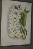 Lindenia Limited Edition Print: Dendrobium Dalhousieanum (White and Purple) Orchid Collectible Art (B2)