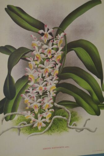 Lindenia Limited Edition Print: Aerides Suavissimum Orchid (White, Pink and Yellow) Collectible Art Decor (B2)