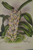 Lindenia Limited Edition Print: Aerides Suavissimum Orchid (White, Pink and Yellow) Collectible Art Decor (B2)