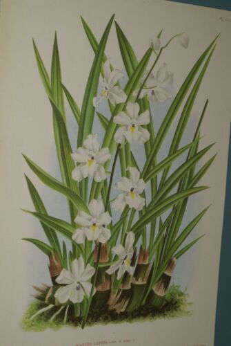 Lindenia Botanical Print, Limited Edition: Aganisia Lepida, White Orchid Collectible Art (B3)