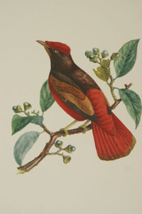 VERY RARE 1960 Rare Descourtilz Limited Edition Original Folio Lithograph Brazilian Bird Plate 19 Red Chatterer or Cotinga Ouette