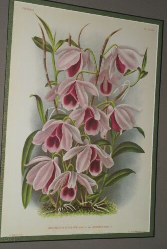 Lindenia Limited Edition Print: Dendrobium Superbum Var Anosmum (Pink) Orchid Art (B2)