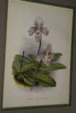 Lindenia Limited Edition Print: Paphiopedilum, Cypripedium Godefroyae Var Leucochilum, Slipper Orchid (Cream Speckled with Dark Purple)  Collector Art (B3)