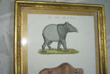 Very Rare 1833 Huge Hand Colored Folio Lithograph Carl Joseph Brodtmann Maiba Tapir & Bison Over 235 years old FROM Naturhistorische Bilder Gallerie aus dem Thierreiche on watermarked paper framed in vintage hand painted frame with mat.